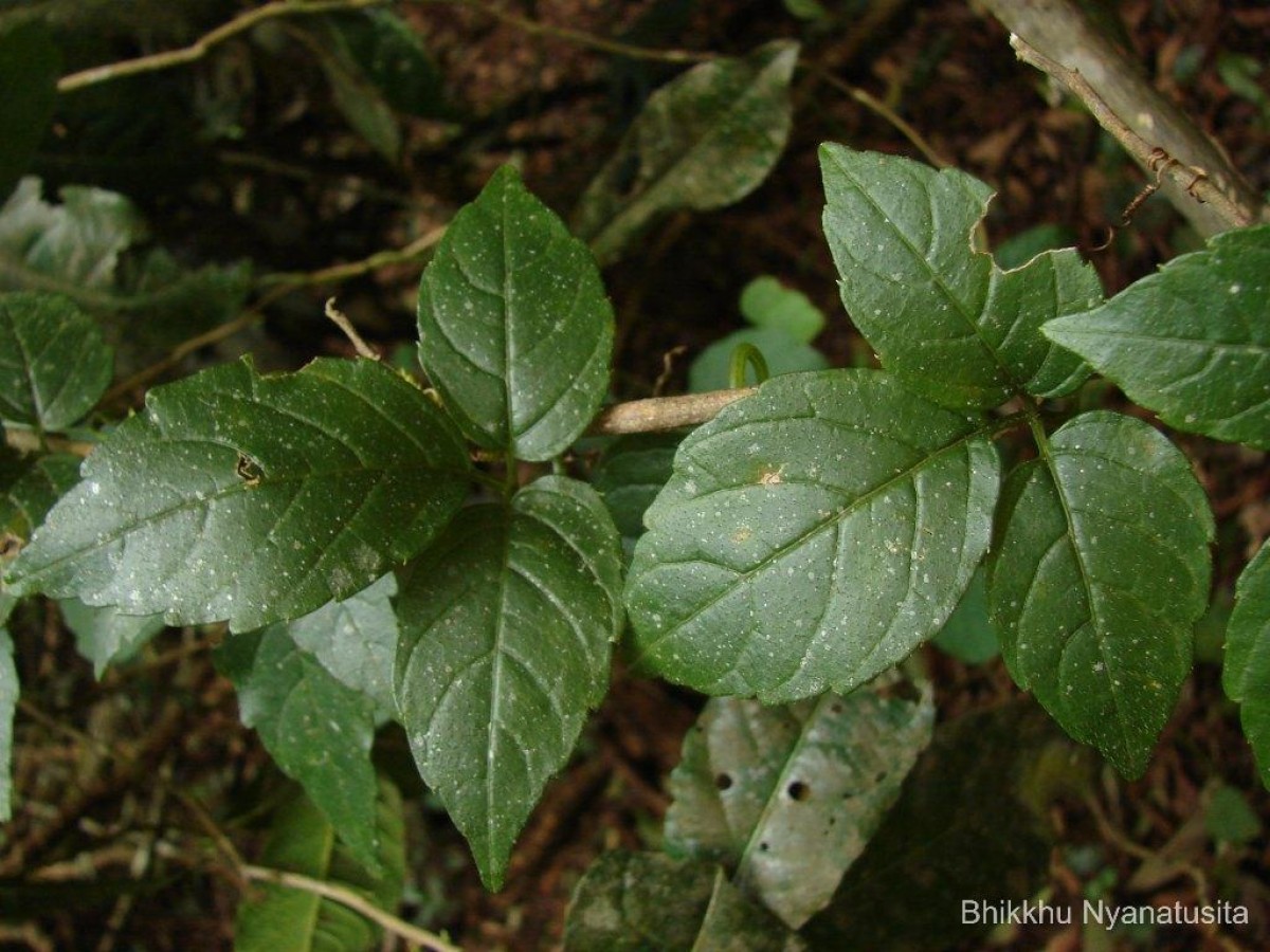 Gynostemma pentaphyllum (Thunb.) Makino